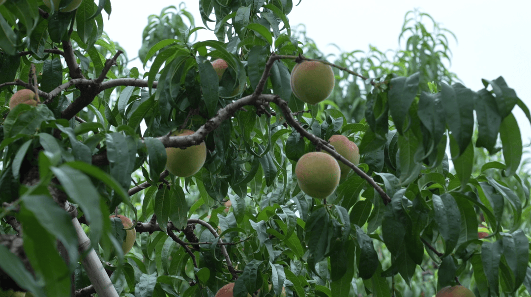 安丘蜜桃香飘四海产业融合“桃”金时代