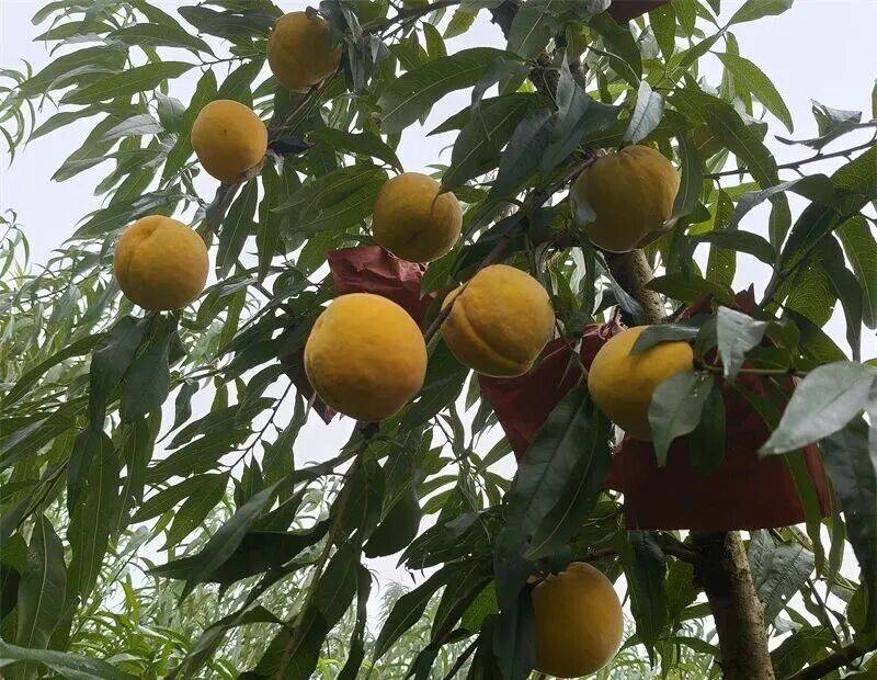 “黄金蜜4号”试种成功！玉屏黄桃再添新品种！