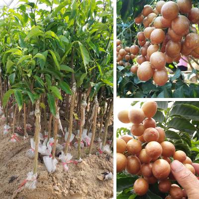 本周六来汪疃赴一场甜蜜的葡萄之约！