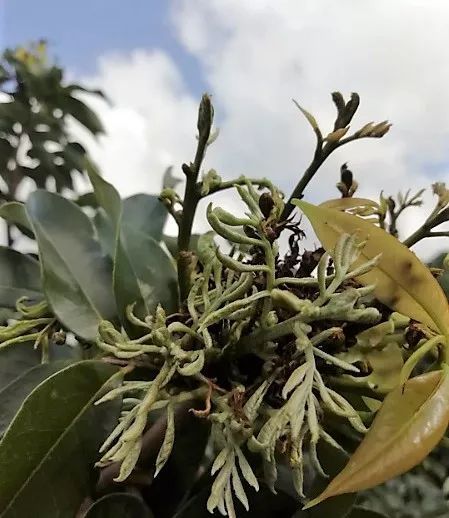 40多个新梨品种亮相