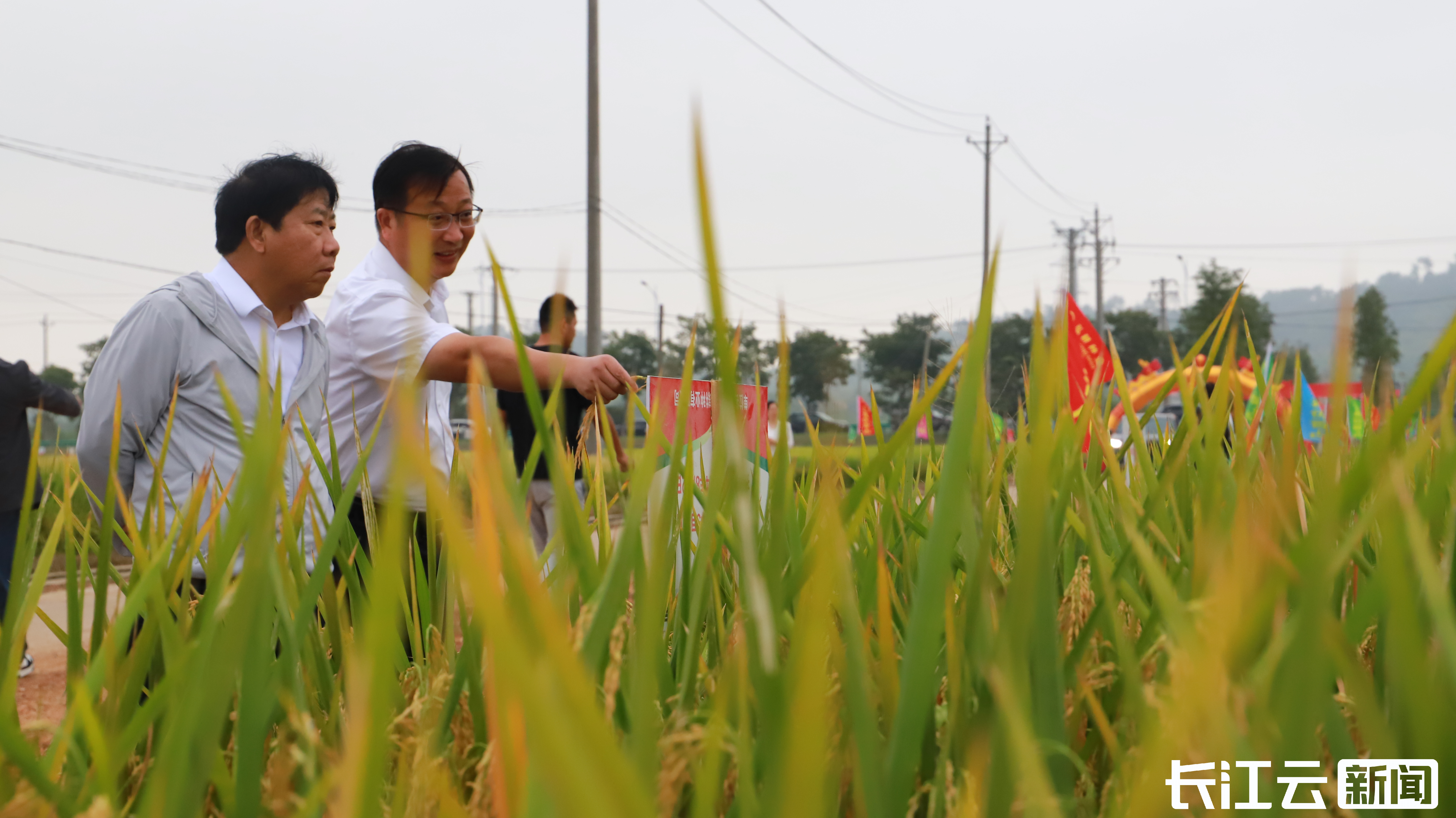 武汉“十大田间表现优秀金奖品种”揭晓