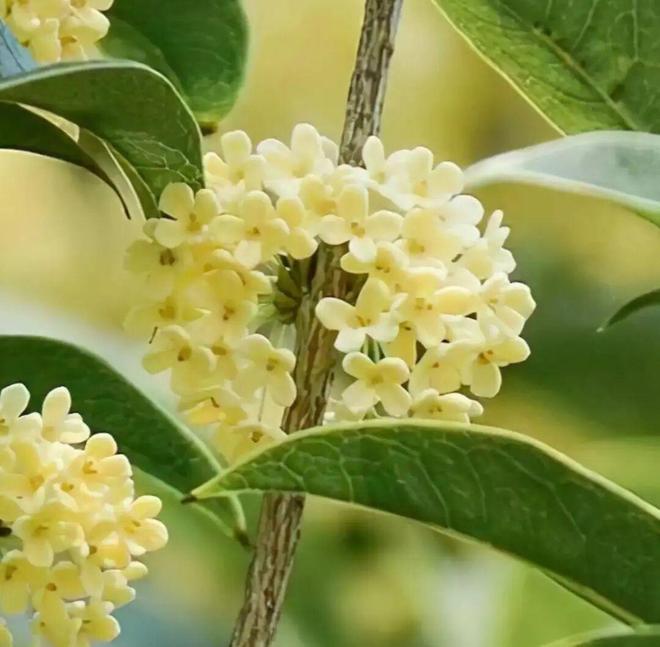 今年桂花又开了桂花有哪些品种？哪种最香最好看？你家种对了吗？