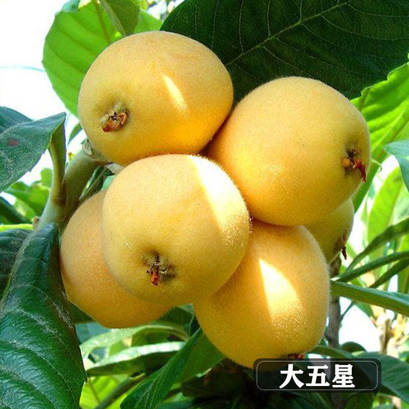 临泽：葡萄喜迎丰收 特色产业助力乡村振兴