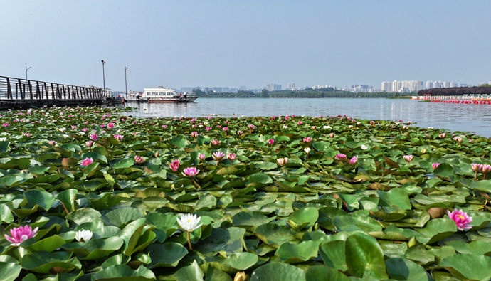 郑州绿美画卷徐徐展开
